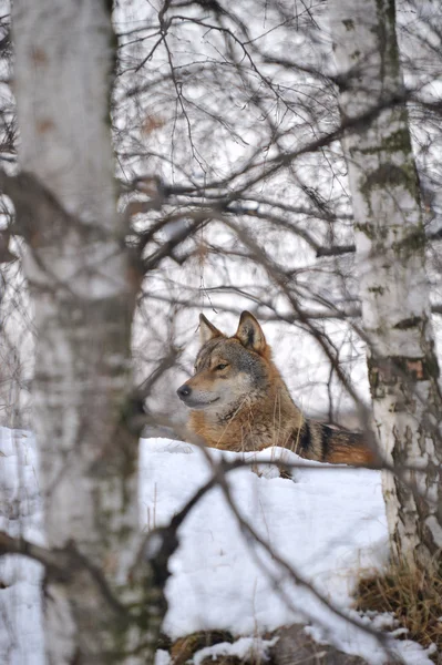 Wolf — Stockfoto