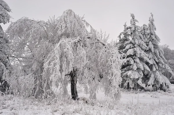 Snöiga träd — Stockfoto