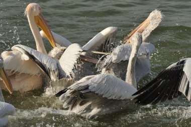 Dalmaçyalı pelikanlar