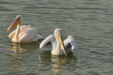 Dalmaçyalı Pelikan