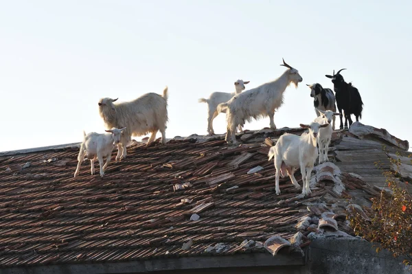 stock image Goats on the roof