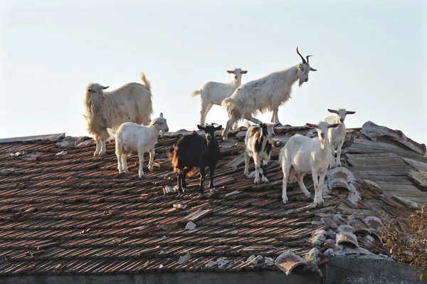 在屋顶上山羊 — 图库照片