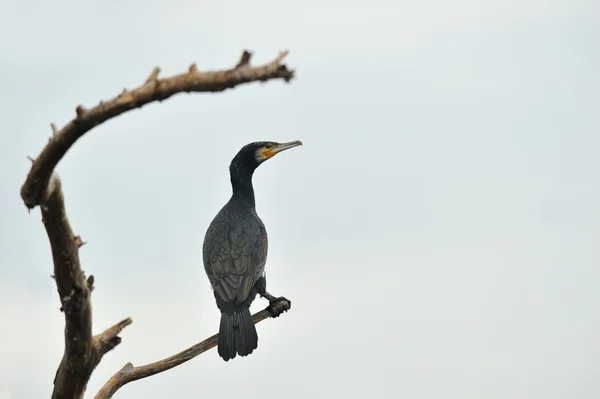 stock image Cormorant