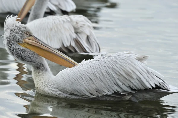 Dalmatian pelican — Stock Photo, Image
