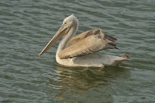 Pelicano dálmata — Fotografia de Stock