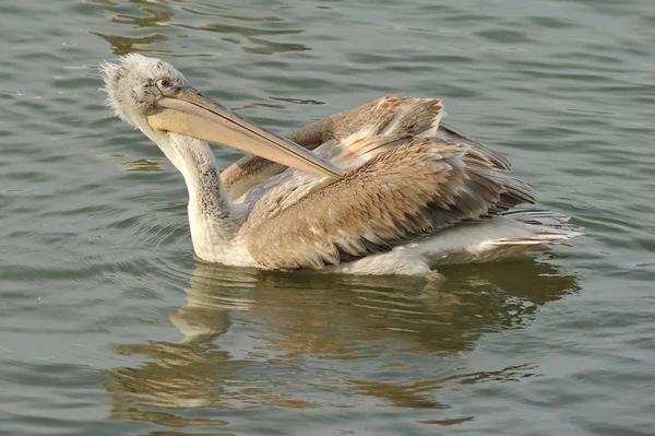 Кучерявий пеликан — стокове фото