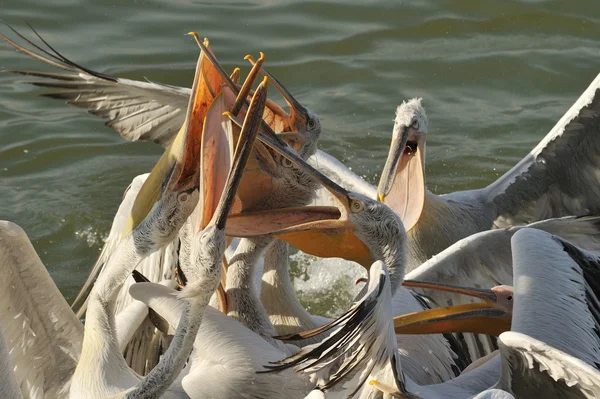 Pelikany — Zdjęcie stockowe