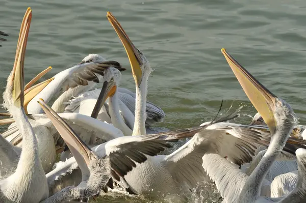 Dalmatische pelikaan — Stockfoto
