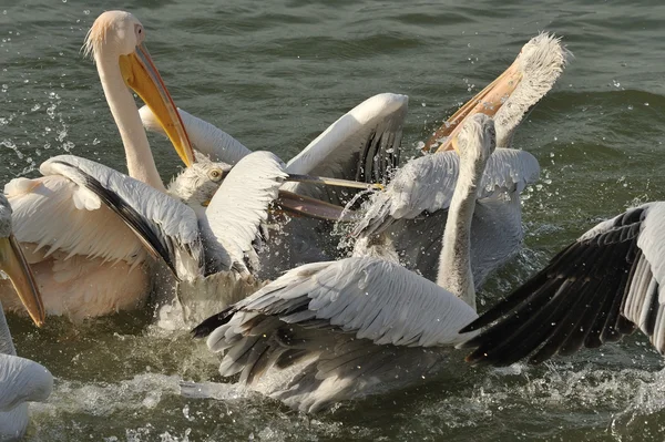 Pelicanos dálmatas — Fotografia de Stock