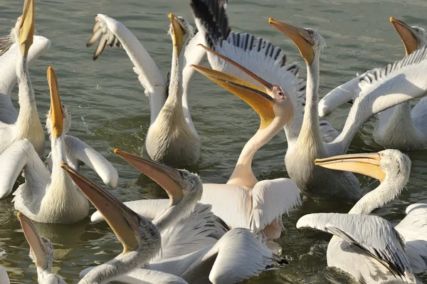 Pelikan Dalmacji — Zdjęcie stockowe