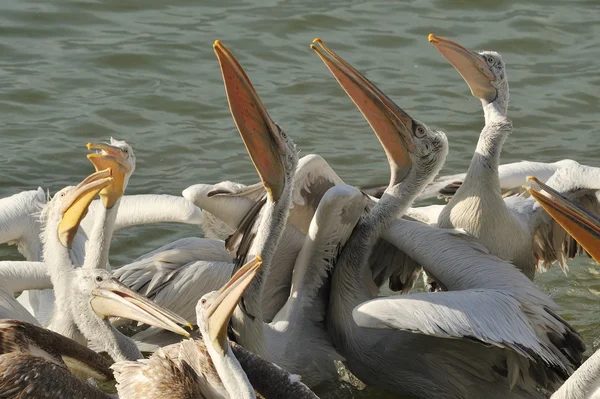 Dalmaçyalı Pelikan — Stok fotoğraf