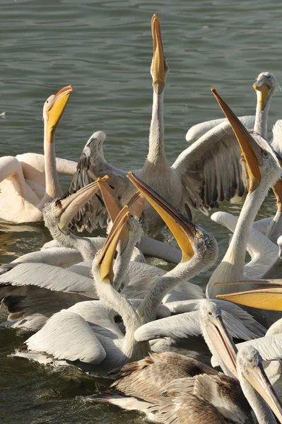 Dalmaçyalı pelikanlar — Stok fotoğraf