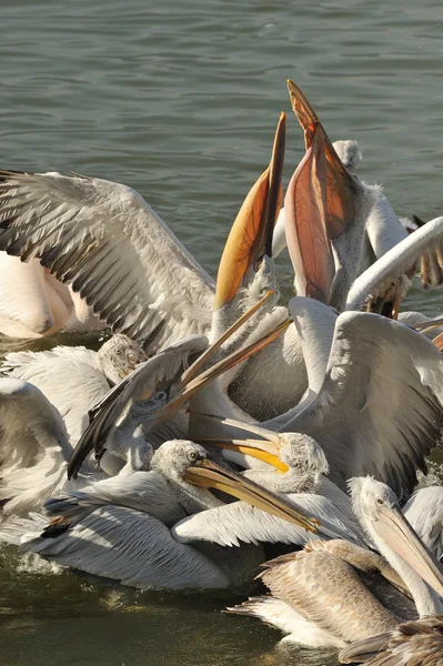 Dalmaçyalı Pelikan — Stok fotoğraf