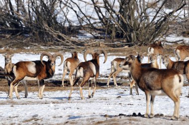 Kışın Bighorn