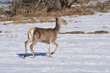 Kışın Hind