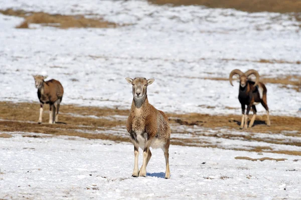 Mouflon Inverno — Fotografia de Stock