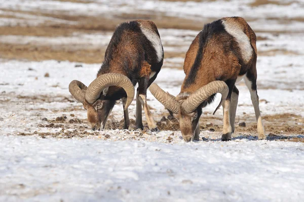 Bighorn in de winter — Stockfoto