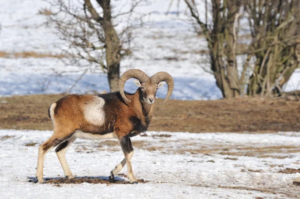 Mouflon Con Cuernos Grandes — Foto de Stock