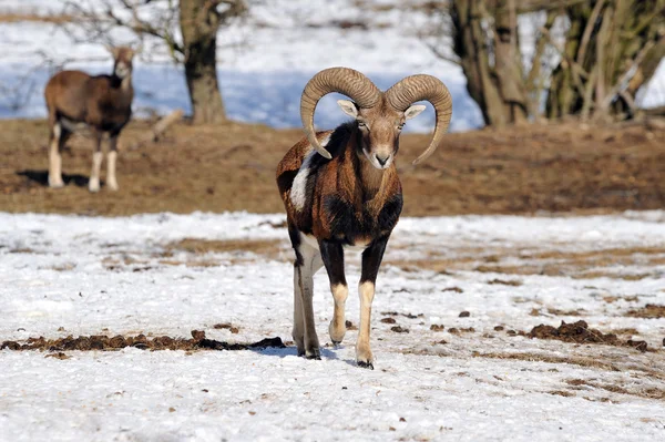 Mouflon Con Cuernos Grandes —  Fotos de Stock