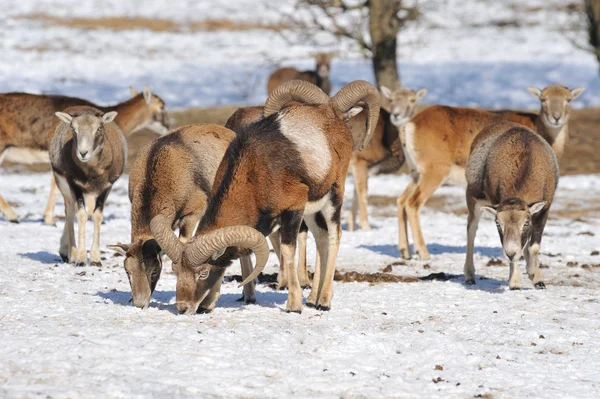 Bighorn in winter — Stock Photo, Image