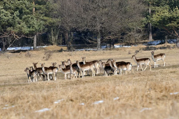 Fallow Deer Meadow — Stock Photo, Image