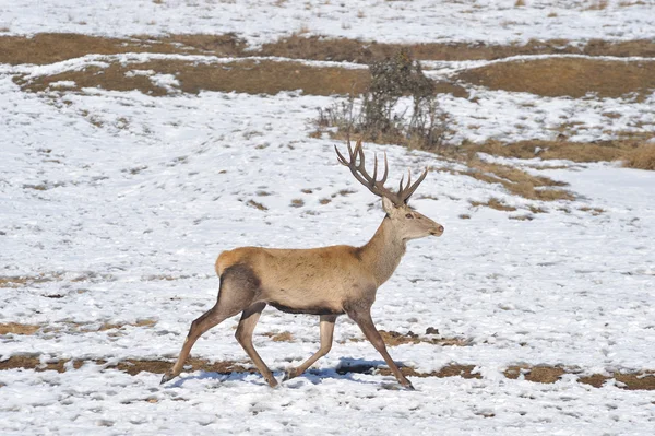 冬の鹿 — ストック写真