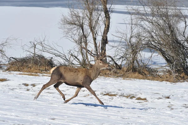 冬の大きな枝角と鹿 — ストック写真