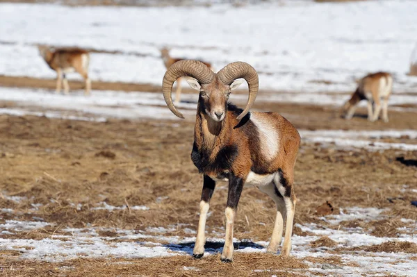 大きな角を持つ Mouflon — ストック写真