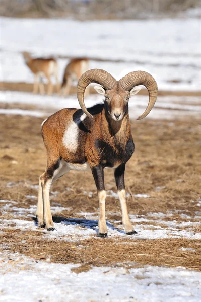 Mouflon Med Store Horn – stockfoto