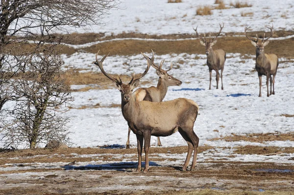 Herten Met Grote Hoorns Winter — Stockfoto