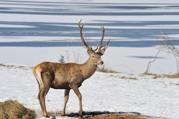 Herten Met Grote Hoorns Winter — Stockfoto