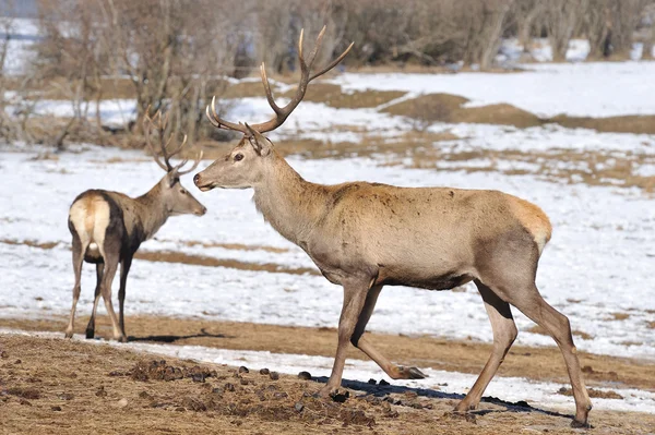 Deer Big Horns Winter — Stock Photo, Image