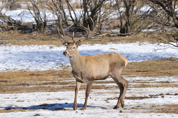 在冬天的大角鹿 — 图库照片