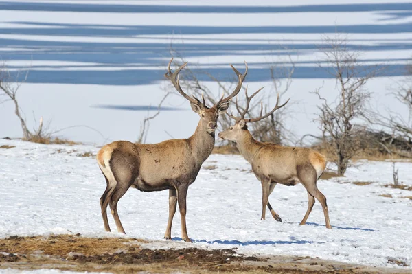 Deer with big horns — Stock Photo, Image