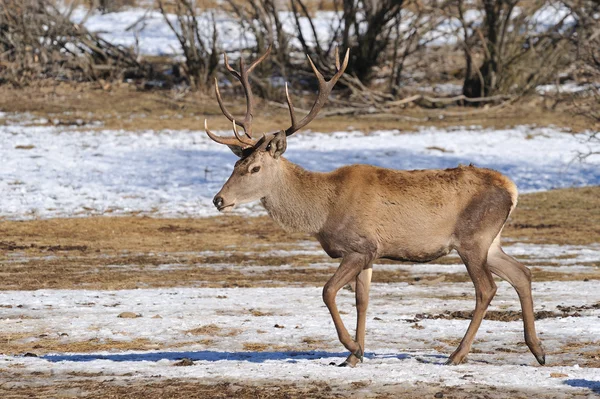 Red Deer Winter — Stock Photo, Image