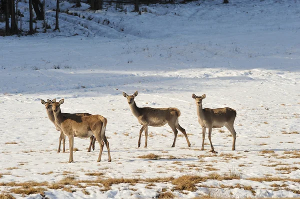 Group Hind Winter — Stock Photo, Image