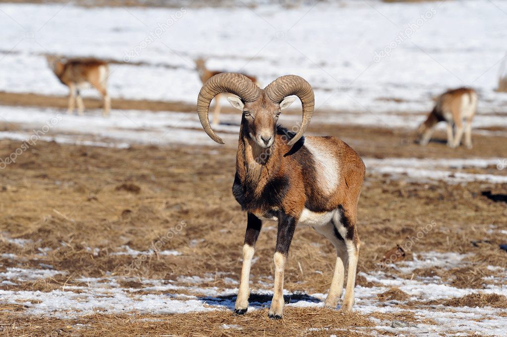 Mouflon with big horns