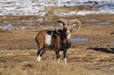 Mouflon clipart