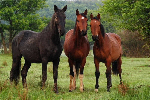 Koni czystej rasy jeździeckie — Zdjęcie stockowe