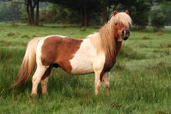 Koně pony — Stock fotografie