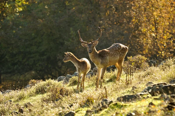 Damherten — Stockfoto