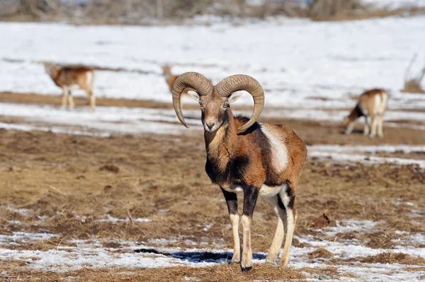 Mouflon — Photo