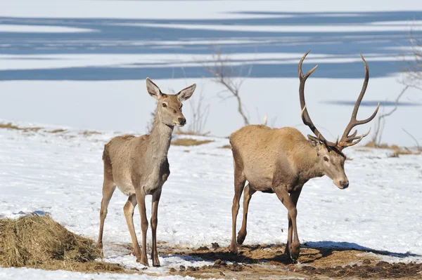 Deer in winter — Stock Photo, Image