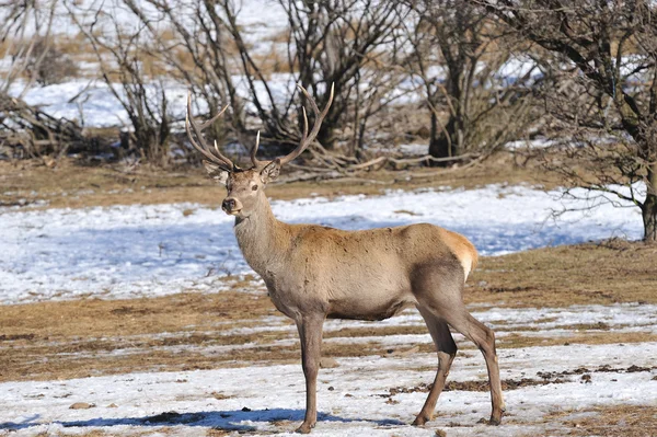 Deer in winter — Stock Photo, Image