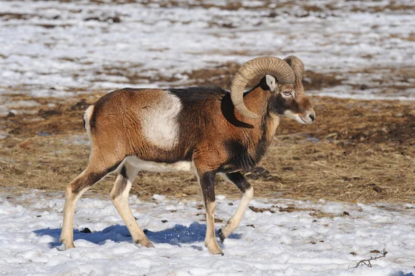 Mouflon. — Fotografia de Stock