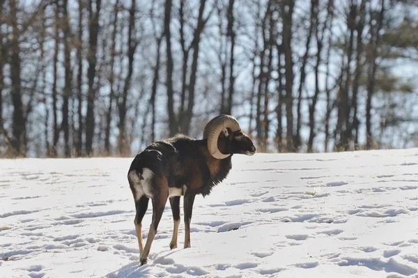 Mouflon. — Fotografia de Stock