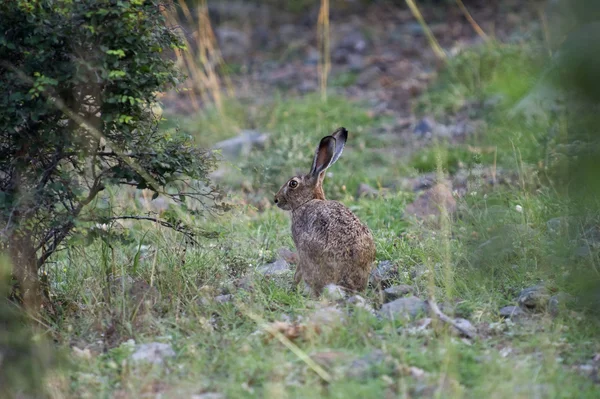 Yabani tavşan — Stok fotoğraf