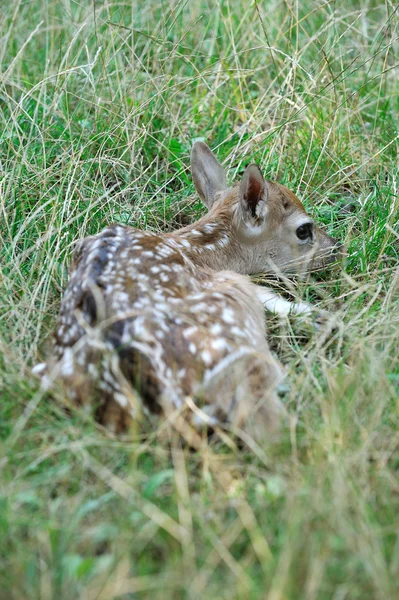 Stock image Fallow deer