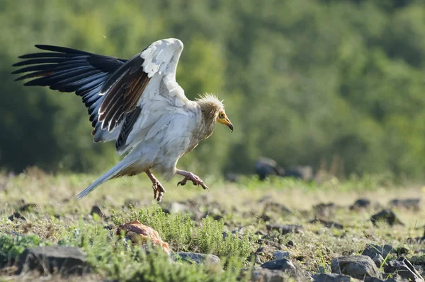 Avvoltoio egiziano — Foto Stock