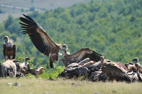 Vultures — Stock Photo, Image